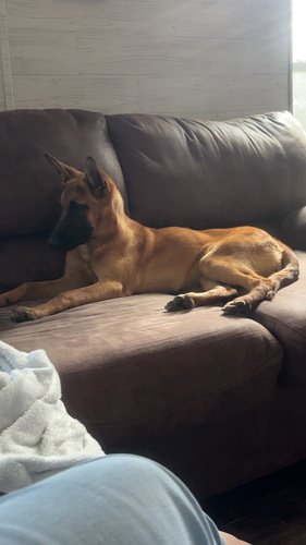 5mo old Belgian Mall. Female