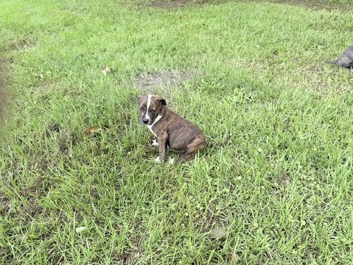 Pit Bull Terrier Puppies 