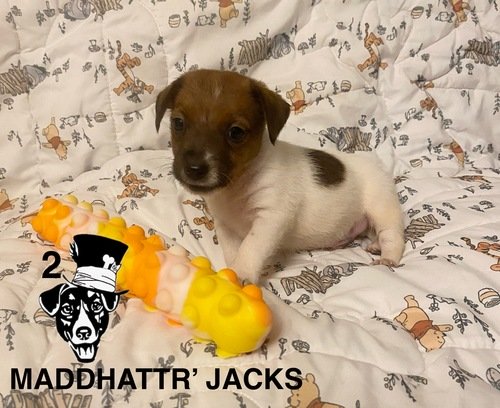@Maddhattr Jacks on FB🐾 AKC Russell Terriers Short Legged Jack Russell’s❤️