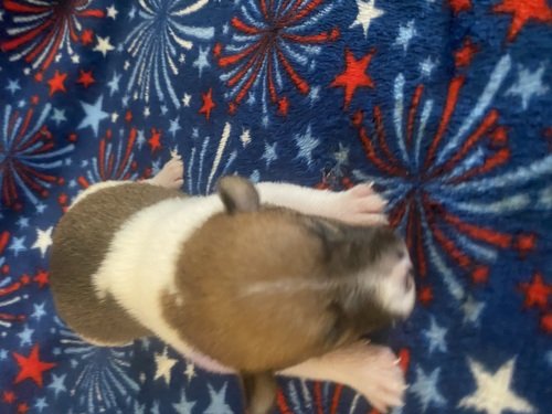 All AKC Jack Russell Terriers Parents genetic tested Clear!