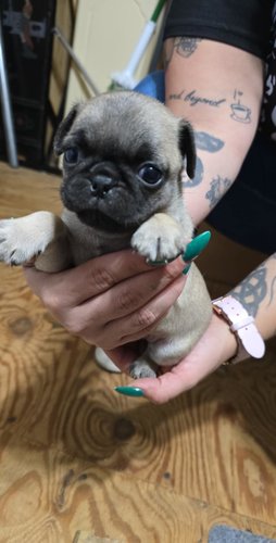 Pugs