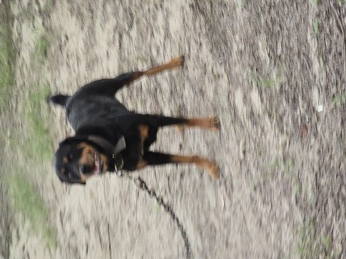 Rottweilers 