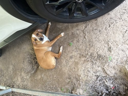 Boy Feist Dog