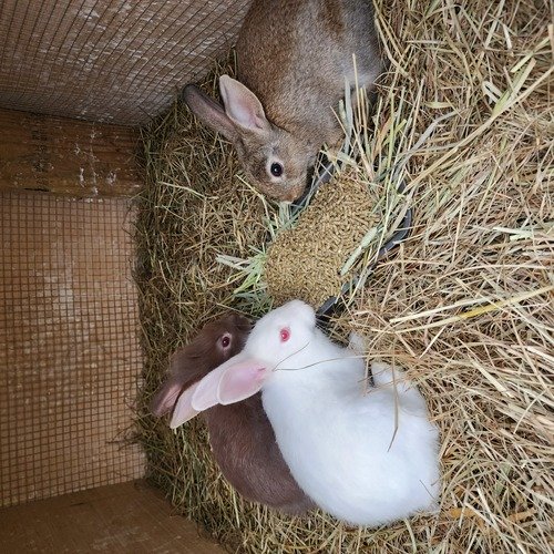 Rabbits for sale