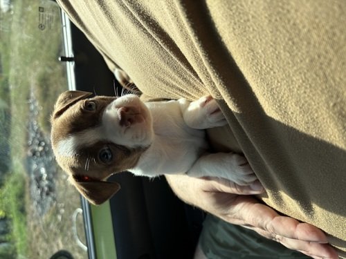 Free Boston terrier mixed puppies