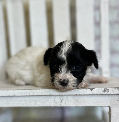 Maltipoo 