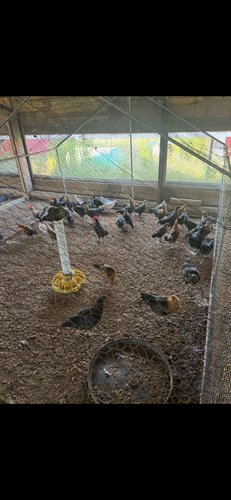 Bantams for sale