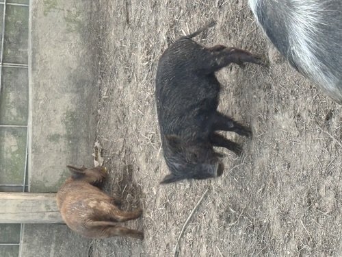 2 male kunekune/potbelly 