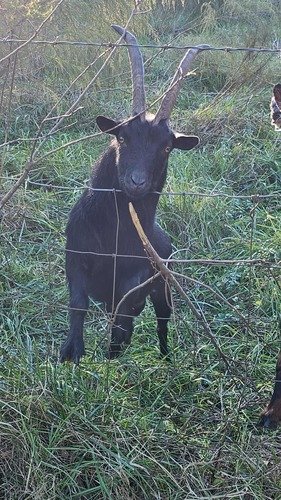 Selling 1 black Nigerian dwarf goat, buck