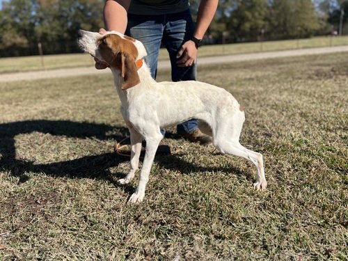 NKC Registered Treeing Curr Squirrel dog
