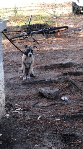 Bullmastffi mix with pitbull dad and mom is a wonderful good hog dog 