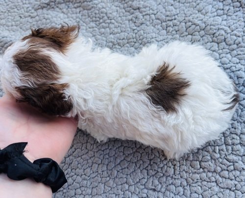 Registered Toy Poodles