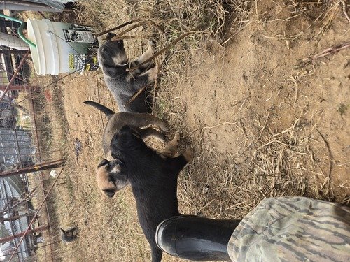 Three forths German Shepherd puppies. 