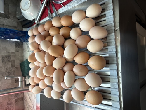 Fresh farm eggs 350 for a18 count 
