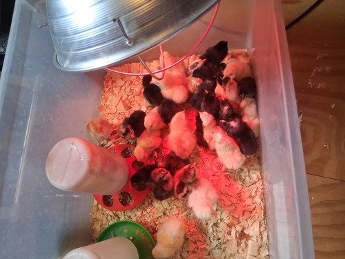 Pullets chicks. Guaranteed if not you get a free chick till you get all pullets