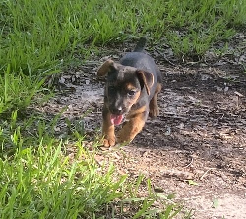 A American Hunt Terrier(AHTA)
