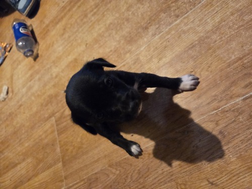 Free Puppies
