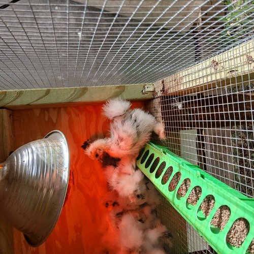 SILKIE CHICKS