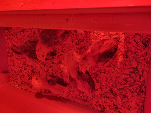 Chicks