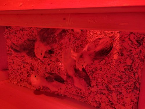 Chicks