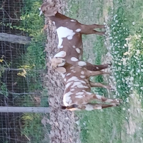 Regestered boer doelings 