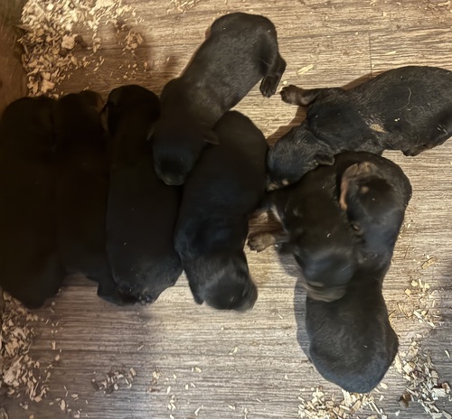 8 Akc registered Rottweiler puppies 8 days old