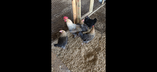 Golden Cuckoo Maran Baby Chicks for sale