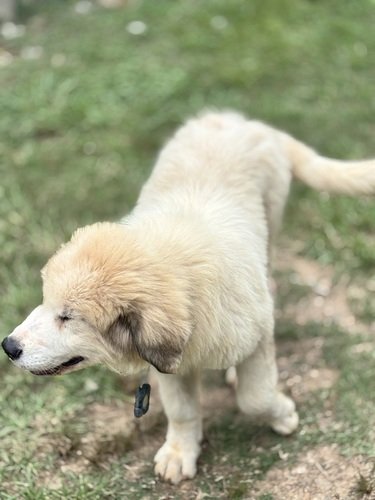 Great Pyrenees Pups 