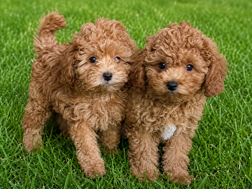 Cavapoos