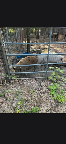 2 grown kune kune sows 1 grown male