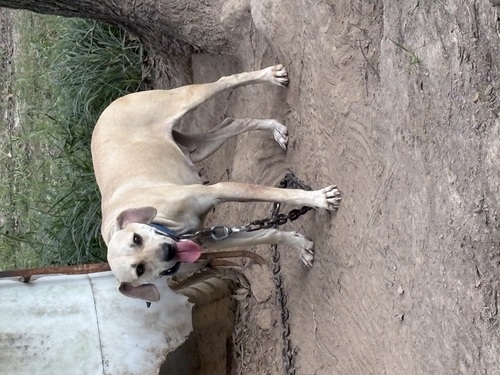 Registered female bmc 