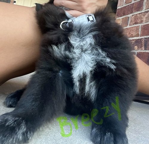 Chow chow mix puppies
