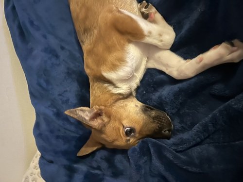 3/mo male Shepherd mix