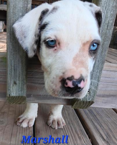 Cathoula Pups - 8 weeks old