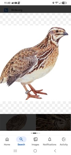 Looking for a few female coturnix quails 