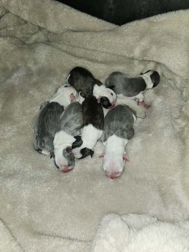 Frenchton puppies 