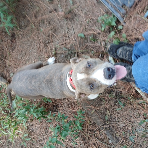14 month old bully blue brindle female
