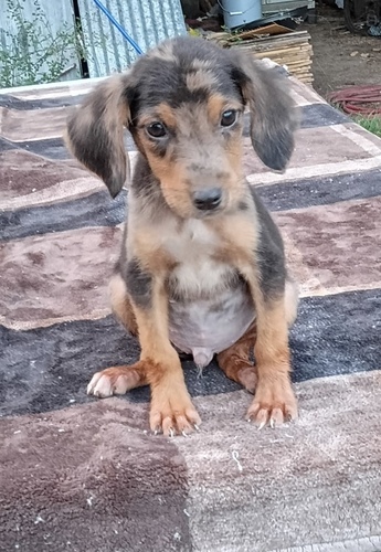 Catahoula leopard dog Puppys