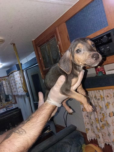 Catahoula Puppys