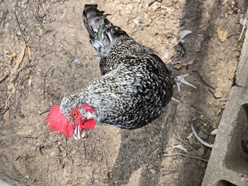 Roosters (all together or separate)