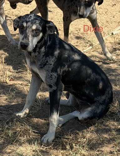 Registered 7 Month Old Catahoula Puppies