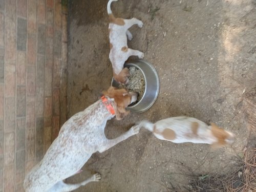 UKC REGISTERED English Redtick Coonhounds puppies 2 females available 