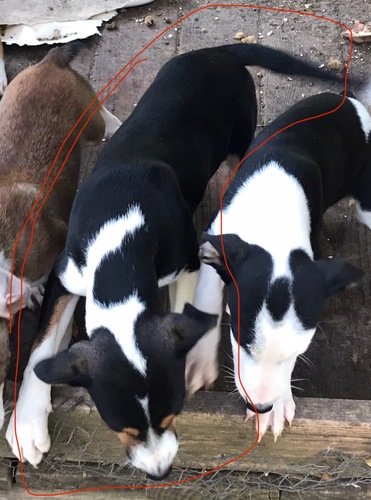 Hunting dogs