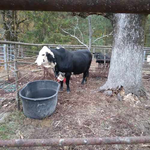 Bull for sale