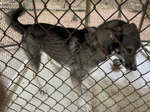 Laika female 