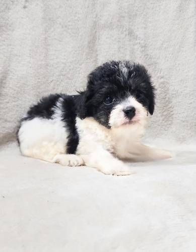 BEAUTIFUL CKC TOY POODLE female PUPPIES