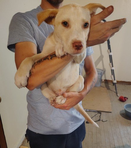 Siberian husky pitbull mix