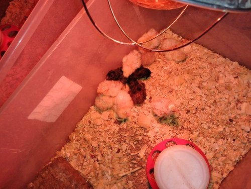 Chicks $ 4.75