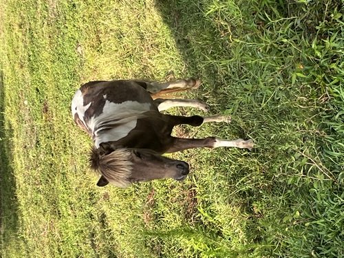 Miniature Horse Stud 