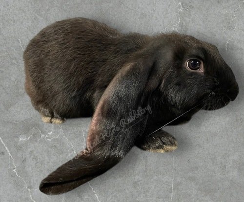 Pedigreed English Lop bucks 